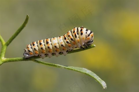毛毛虫昆虫特写