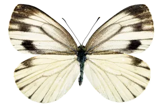 蝴蝶 彩蝶 花蝴蝶 动物 昆虫 免抠