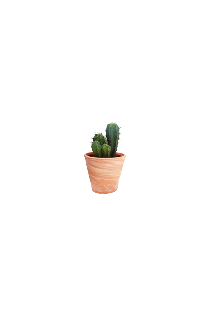 免扣绿色仙人掌