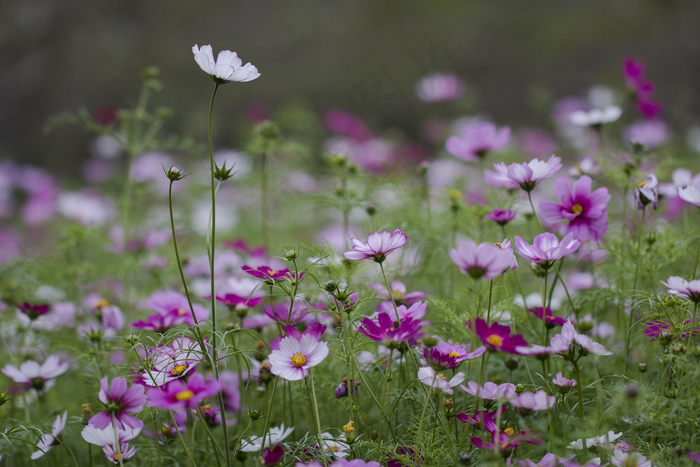 植物图标 园艺图标 水果图标 大自然图标 花草图标