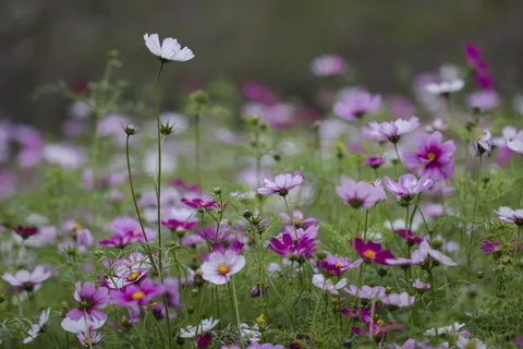 植物图标 园艺图标 水果图标 大自然图标 花草图标 植物图标 园艺图标 水果图标 大自然图标 花草图标