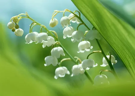 花草特写 600 花草特写 600