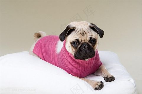 高清穿粉色外衣的斗牛犬狗狗图片