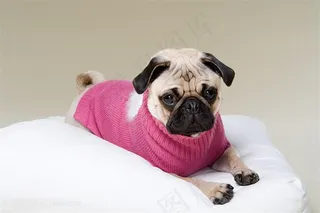 高清穿粉色外衣的斗牛犬狗狗图片