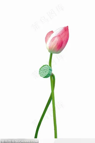 交叉的莲蓬与荷花图片