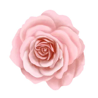 鲜花玫瑰免扣素材