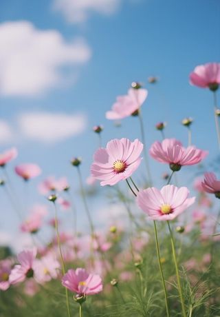 春夏蓝天白云花草绚丽摄影海报素材背景