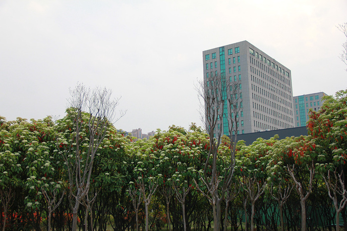 公园绿植矮树