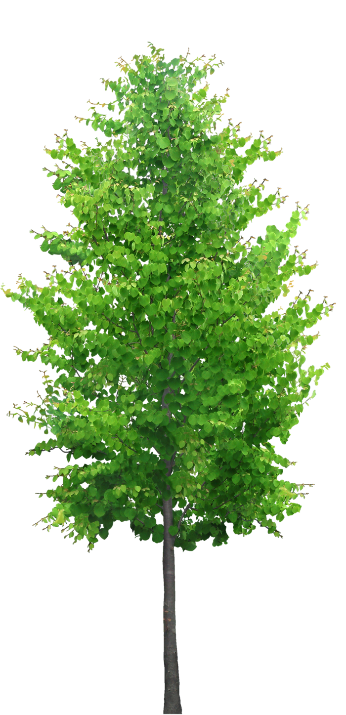 高清树木素材 免抠PSD植物素材 美术绘画园林贴图 树草灌木花草