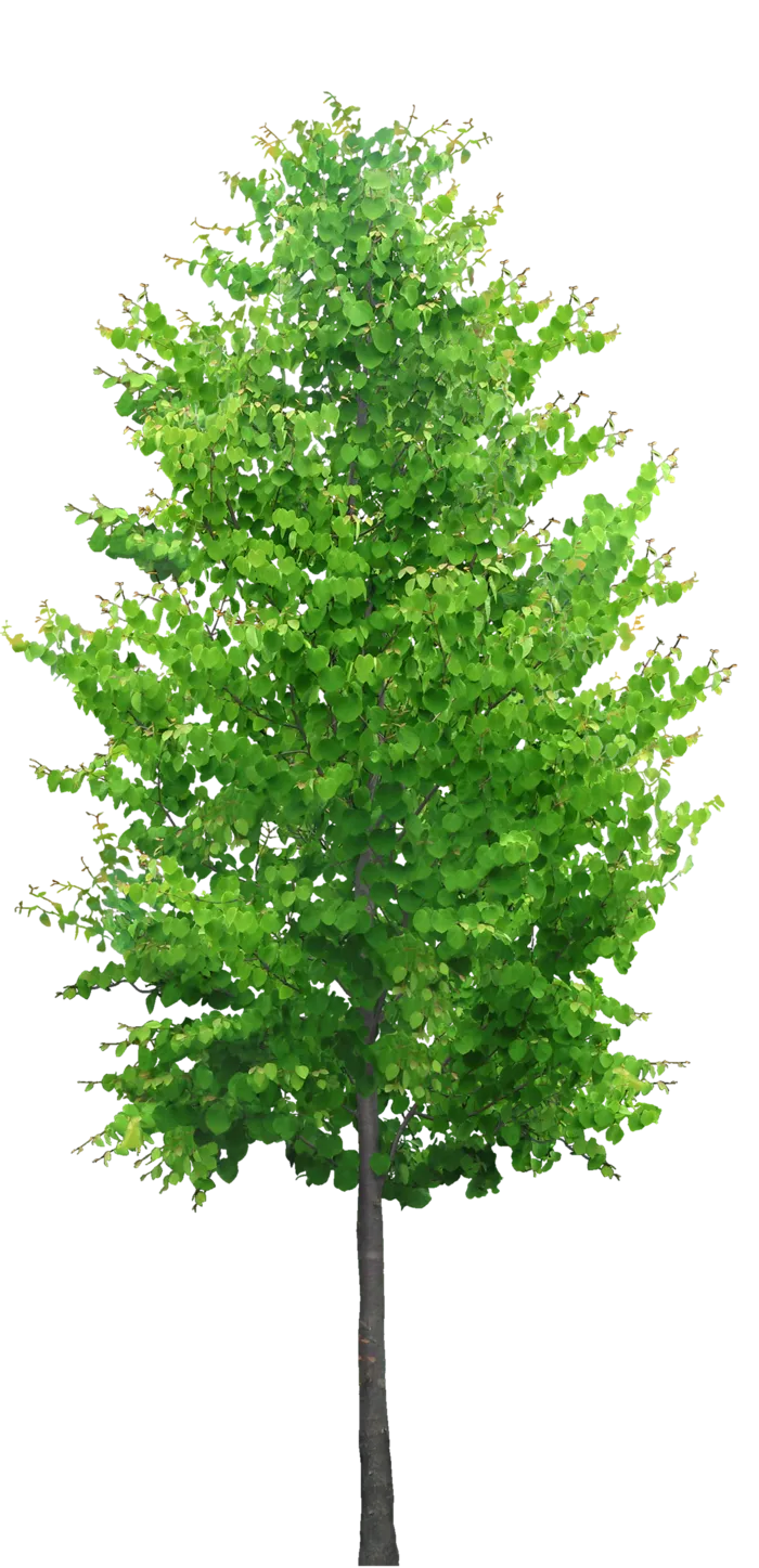 高清树木素材 免抠PSD植物素材 美术绘画园林贴图 树草灌木花草