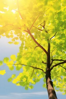 银杏叶绿色阳光背景