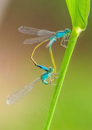 小草上的一对豆娘