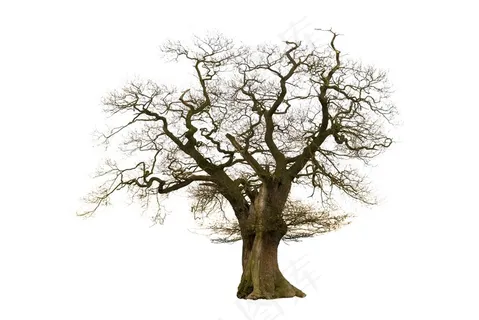 自然大树植物图