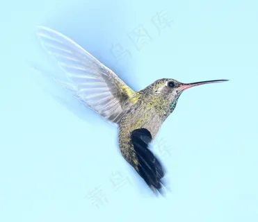 蜂鸟图片 蜂鸟图片