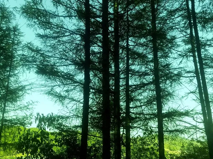 松树林背景图片