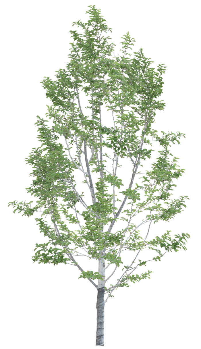 高清树木素材 免抠PSD植物素材 美术绘画园林贴图 树草灌木花草