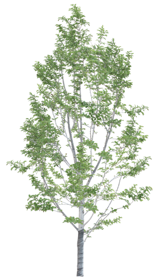 高清树木素材 免抠PSD植物素材 美术绘画园林贴图 树草灌木花草