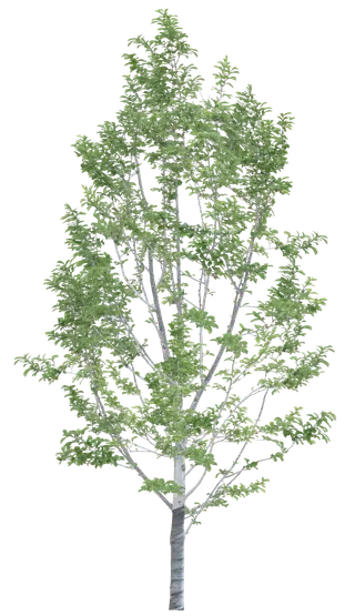 高清树木素材 免抠PSD植物素材 美术绘画园林贴图 树草灌木花草