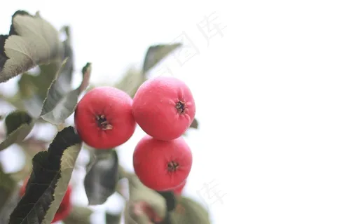 红色酸甜的山楂大图 红色酸甜的山楂大图