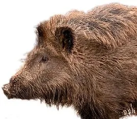 野猪 PNG免抠(268x233)