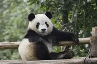 坐着的大熊猫素材