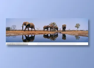 象之世界-水池旁休息的大象