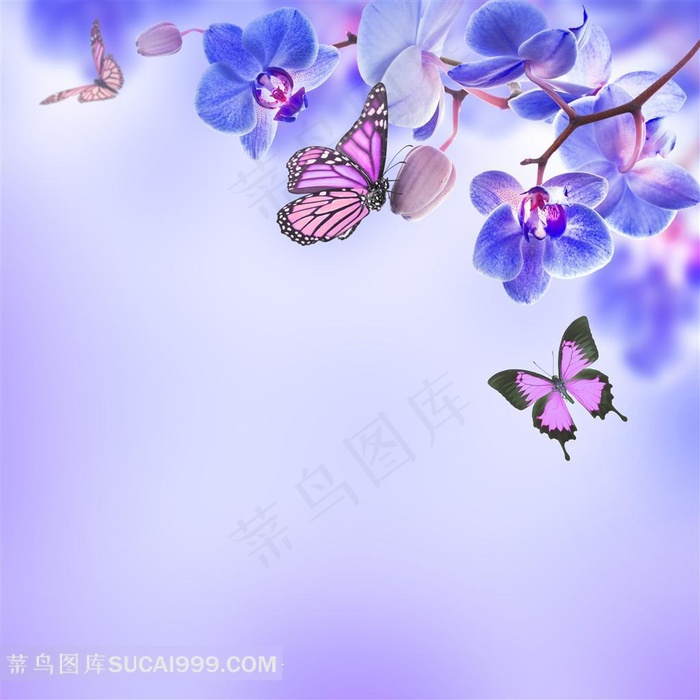 蓝色兰花设计素材