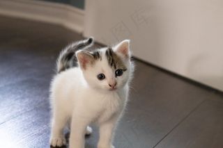 可爱基蒂猫图片