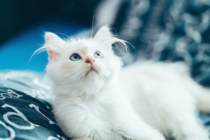 可爱猫咪猫猫摄影素材
