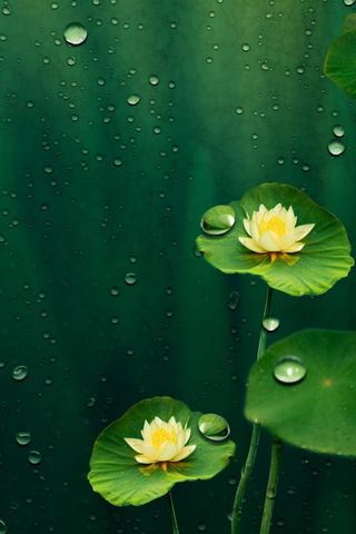 中国风传统绿色莲花简约背景