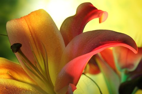 高清百合花图片下载