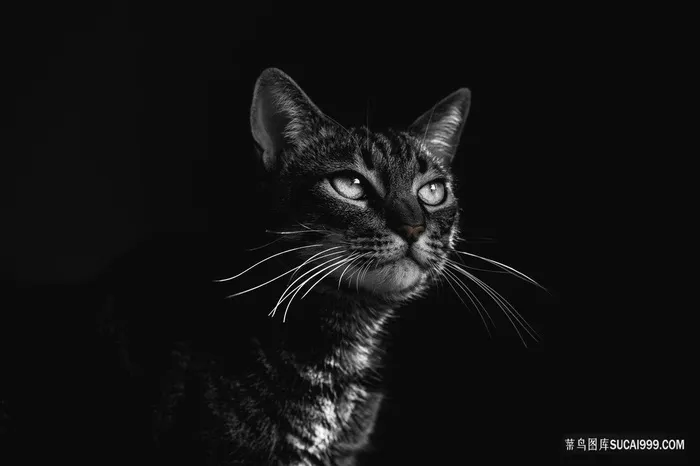 高清黑夜中的黑猫宠物图片