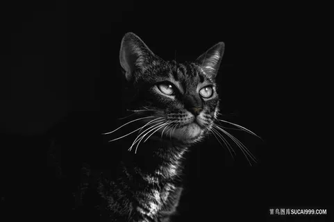 高清黑夜中的黑猫宠物图片