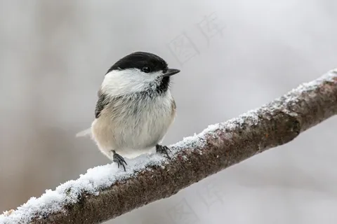 山雀栖息在枝头上的图片 山雀栖息在枝头上的图片