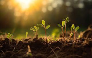 植物幼苗在阳光下发芽摄影图壁纸