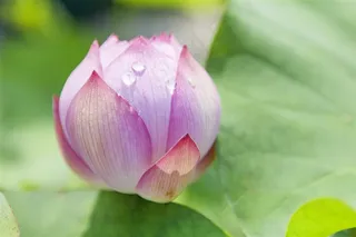 粉色的荷花苞