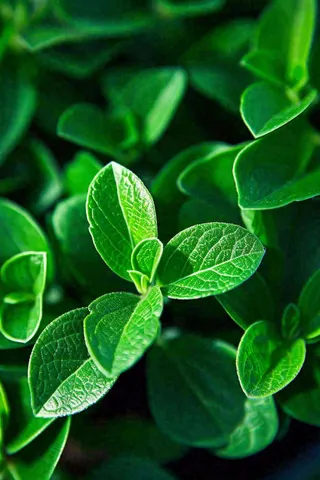 绿色新鲜茶叶绿叶摄影图