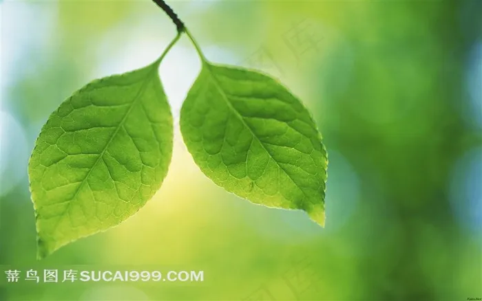 高清树叶摄影