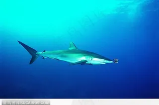 悠闲的鲨鱼图片