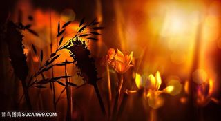 黄金色光辉下的花卉