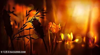 黄金色光辉下的花卉