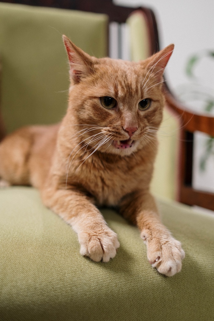 可爱猫咪猫猫摄影素材