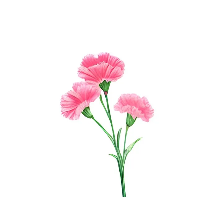 母亲节康乃馨花免抠(2048x2048)