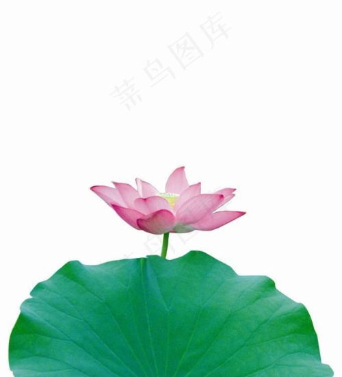 清新荷花图片大全