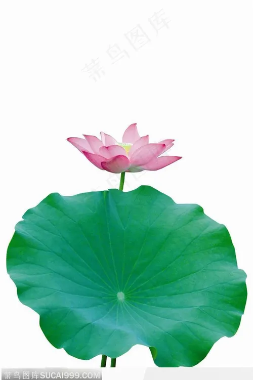 清新荷花图片大全