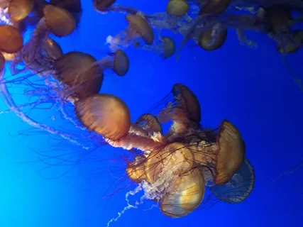 刺胞动物水母图片 刺胞动物水母图片