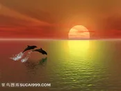 高清夕阳海豚图片下载