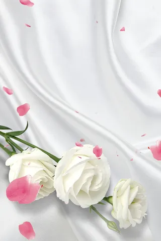 玫瑰白色背景