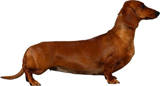 腊肠犬 PNG免抠(2955x1593)