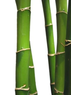 竹子 PNG免抠
